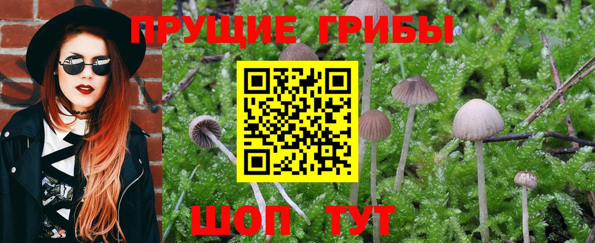 Псилоцибиновые грибы Cubensis  Псилоцибиновые грибы мицелий  Вход с VPN  Клинцы 